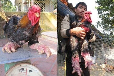 dong-tao-chicken-3[2].jpg