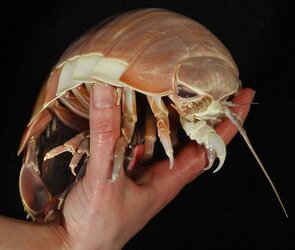 giant-isopod-bathynomus-giganteus.jpg