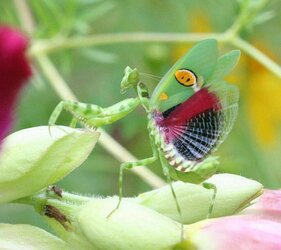 floral mantis.jpg