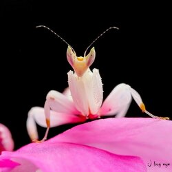 orchid mantis.jpg