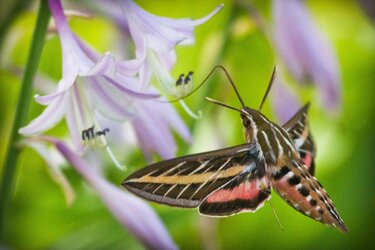 Hummingbird Moth 8-30-2013-2.jpg