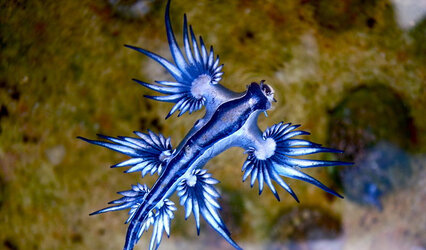 blue-dragon.jpg