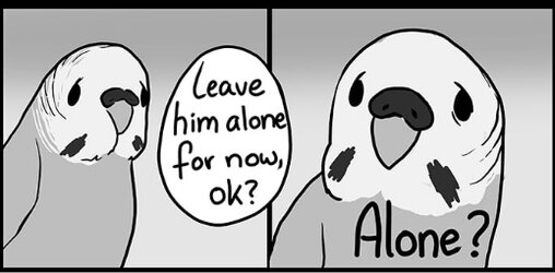 budgie 8.jpg