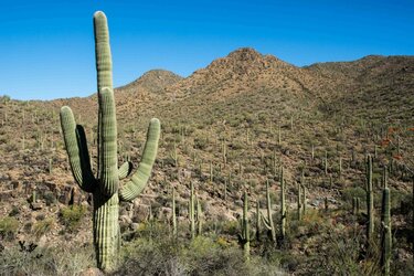 cactus.jpg