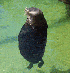 spinning seal.gif