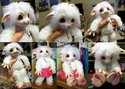 1305094793.sandypants_sandydoll-byskinhorsedolls.jpg
