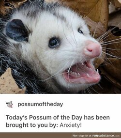 anxiety opossum.jpg