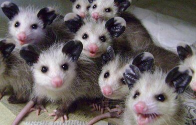 babies.jpg babies.jpg