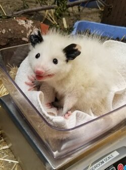 white opposum.jpg