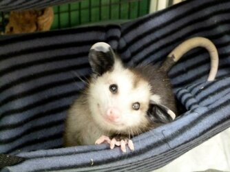 aww-possums-smiling-cute-animals-smile-adorable-cuteness-small.jpg