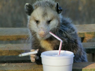 drunk-possum-.png