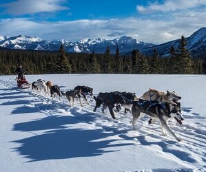 Alaska Sled Dogs.jpg