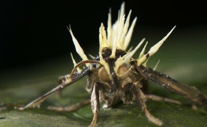 cordyceps_1.jpg