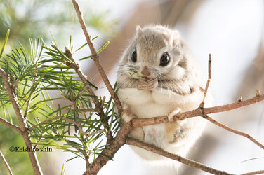 Ezo-Momonga-Keishiro-Shin_3.jpg
