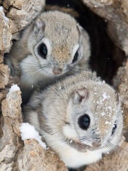 Momonga.jpg