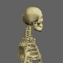 tenor (9).gif