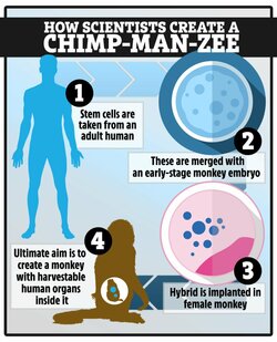 www_thesun_co_uk-dk-comp-graphic-science-monkey-1.jpg