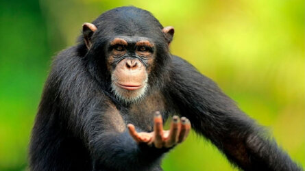 Monke_Return.jpg