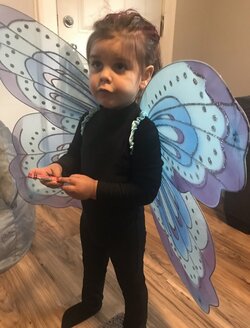 Chiefbutterfly.jpg