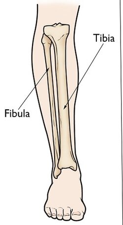 legg.jpg