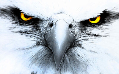 eagleeyes.jpg
