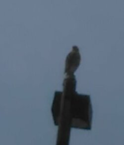 Image1.jpg