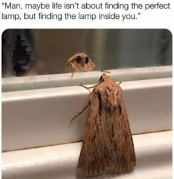 moth.PNG