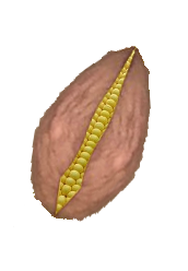 petal.png