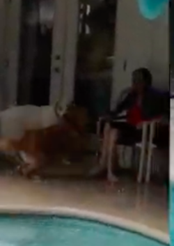 skinwalker003.png