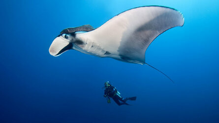 mantaray-stingray.jpg