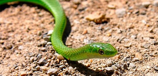 Rough-Green-Snake.jpg