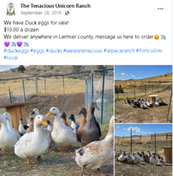 ducks.PNG