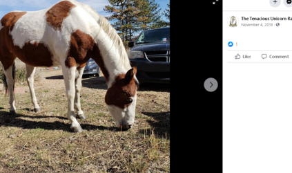 facehorse.PNG