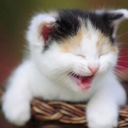 laughing cat.jpg