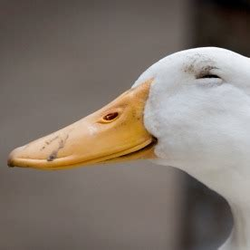 sly laughing duck.png