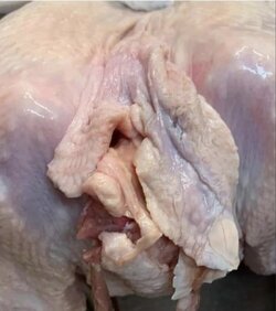 2turkey ready to settle down.jpg