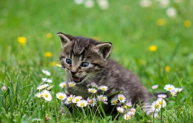 cat love flower.jpg