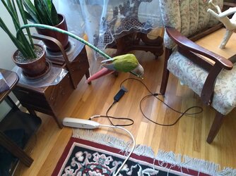 pearlplant1.jpg