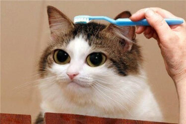 cat toothbrush.jpg