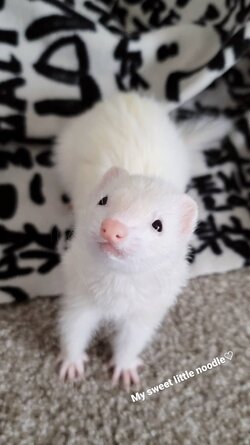 ferret-pet-pan-animal-142392915_439026683888372_6448534319504153079_n.jpg