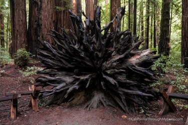 armstrong-redwoods-9-640x427.jpg