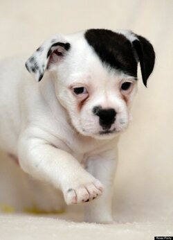 hitler dog.jpg