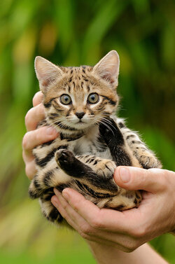 Black-footed-cat-0021.jpg