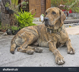 stock-photo-brindle-labrador-retriever-364820138.jpg