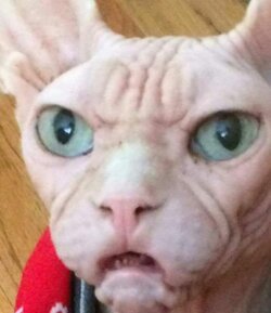 wtf cat 2.jpg