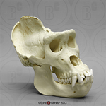 gorillaskull.png