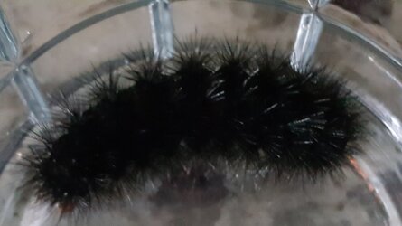 woolly caterpillar.jpg