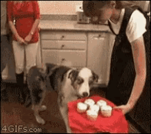 thatpoordog.gif