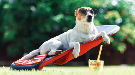 spoiled dog1.png