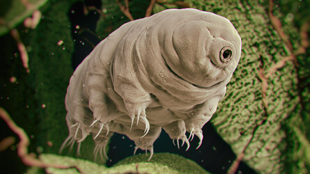tardigrade.jpg